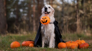 20 spooky, cute and terrifying Halloween costumes for your pets