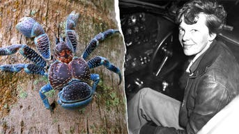Giant crabs with powerful claws pose new challenge for Amelia Earhart expedition - Fox News