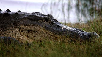 Nearly 12-foot gator kills Florida fisherman as other alligators block rescue - Fox News