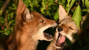 Coyotes choose the front of a couple's Southern California cabin for an early morning scrap