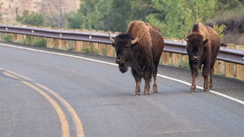 Massive bison rams pickup truck in Yellowstone after driver tries to avoid collision