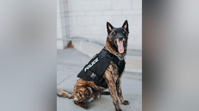 K-9 Otis