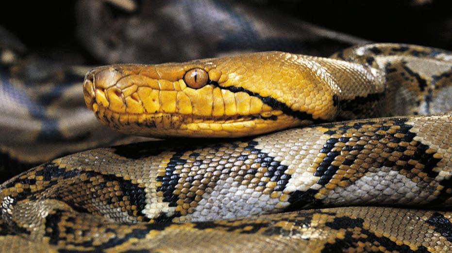 Python hunters snag Puerto Rico's largest reticulated python on record after it was spotted strangling pet cat