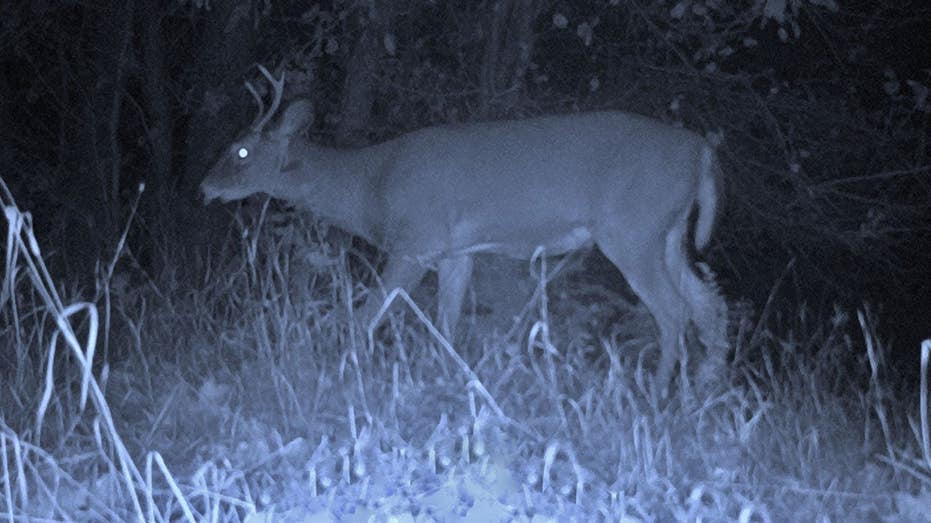 Young buck gets ragdolled and tossed in the air during battle with larger buck caught on trail cam