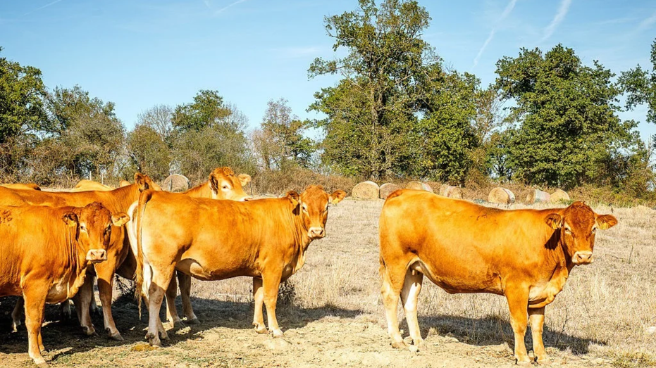 Rampaging longhorn causes pileup on local road in Putnam County, leads police on wild chase