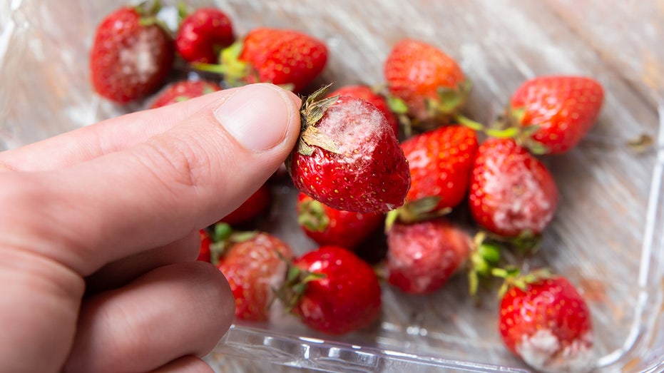 Moldy food isn't always dangerous, expert says: 'Spit it out and move on with your day'