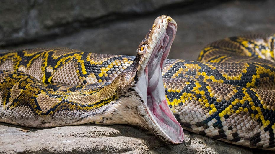 Wildlife influencer comes close to losing a wrestling match to a 19-foot reticulated python