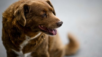 World's Oldest Dog Stripped Of Title After Scandal