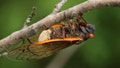 If you thought trillions of cicadas were bad, some of them being infected with a fungus that hyper-sexualizes them is even worse. (Getty Images)
