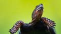 WASHINGTON, DC  - JULY 1:    View of a healthy 30-year-old male Eastern Box Turtle who was found in Chevy Chase and brought to City Wildlife in Washington, DC on July 1, 2016.  Wildlife rescue and rehabilitation groups like CW have noticed an uptick in found and injured turtles in the area as females search for potential nesting sites to lay their eggs.  City Wildlife officials caution people not to harbor or relocate healthy turtles as they have a one-mile radius of their nests.  If they are relocated, they will search without eating and most surely die.  Turtles such as this Eastern Box will be fitted by a radio transmitter and rereleased by a National Park Service researcher who has been monitoring turtles in our area for well over a decade.  (Photo by Linda Davidson / The Washington Post via Getty Images) - Fox News