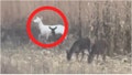 An albino deer was captured on video by a hunter in Wisconsin. Watch the stunning footage. (Credit: Jon Fritsche) - Fox News