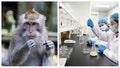 MONKEYS BIOLAB - Fox News