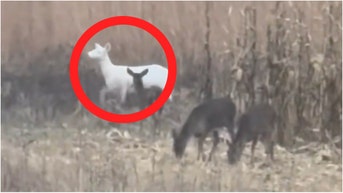 Incredibly Rare Animal Caught On Video: WATCH - Fox News