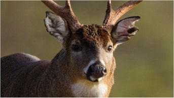 Deer Hunter Kills Insanely Large Buck: PHOTOS - Fox News
