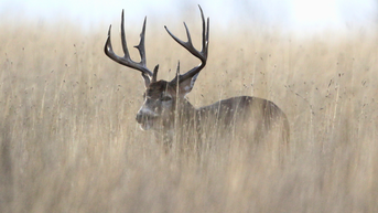 9-Year-Old Girl Gets Her ‘Biggest Buck Ever’ …Only For Its Antlers To Shed Immediately After - Fox News