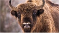 Man Taunts Massive Bison In Shocking Video, Is Lucky To Be Alive: WATCH - Fox News