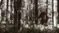Finally Someone Is Getting Serious About Finding Bigfoot As Cannabis Dispensary Offers Discount For Proof - Fox News