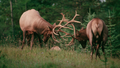 Massive Bull Elk Engage In Roadside Brawl In Colorado: WATCH - Fox News