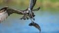Butter-Fingered Osprey Drops Fish And Causes Fire, Power Outage In Canadian Town - Fox News