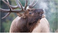 Massive Elk Charges Man In Wild Viral Video, Shows Nature's Carnage: WATCH - Fox News
