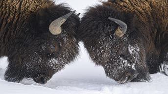Huge Bison Fight In Middle Of Snowy Road In Epic Video: WATCH - Fox News
