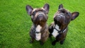 The Top Pet Names Are Here, And A Lot Of You Are Terrible At Naming Dogs And Cats - Fox News