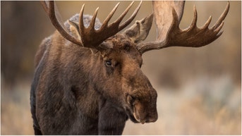 Massive Moose Caught On Camera In Very Unexpected Location, Photos Are Majestic - Fox News