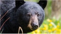 Woman Makes Wildly Stupid Decision Involving Big Black Bear, Tries To Win Darwin Award: WATCH - Fox News