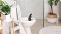 Toilet Rats Invade Seattle, But Public Health Has Nifty Guide To Deal With Them - Fox News