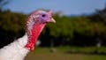 There's A Sudden Surge In Turkeys Attacking People And It's Horrifying (And Hilarious) - Fox News