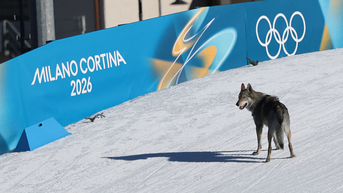 Dog Crashes Olympic Cross-Country Ski Race, Steals Show With Photo-Finish Sprint - Fox News