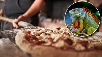 You'll Never Guess Where They Just Threw Iguana On Pizza (Alright, It Was Florida) - Fox News