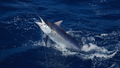 Florida Keys Crew Lands 480-Pound Swordfish After Grueling 5-Hour Fight - Fox News