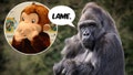 Not So Curious: Gorillas Snub Tossed Curious George Toy - Fox News
