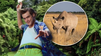 The 'Ace Ventura: When Nature Calls' Mechanical Rhino From THAT Scene Is For Sale - Fox News