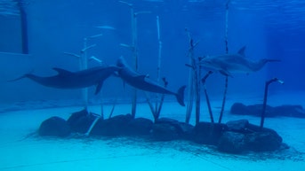 Florida Police Call Fake News On Ridiculous Viral Dolphin Kidnapping Story - Fox News