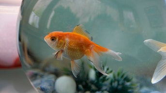 Man Builds Car For His Goldfish Named 'Blub' To Drive, Sets World Record - Fox News