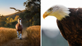 Meet Lincoln, The Real Bald Eagle Behind The Super Bowl's Best Commercial - Fox News