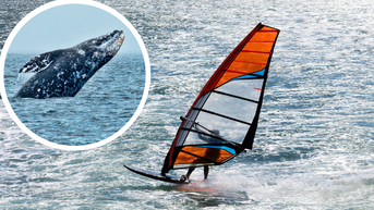 Windsurfer Gets Launched Into San Francisco Bay After Head-On Collision With Gray Whale: WATCH - Fox News